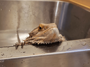 bearded dragon getting a bath