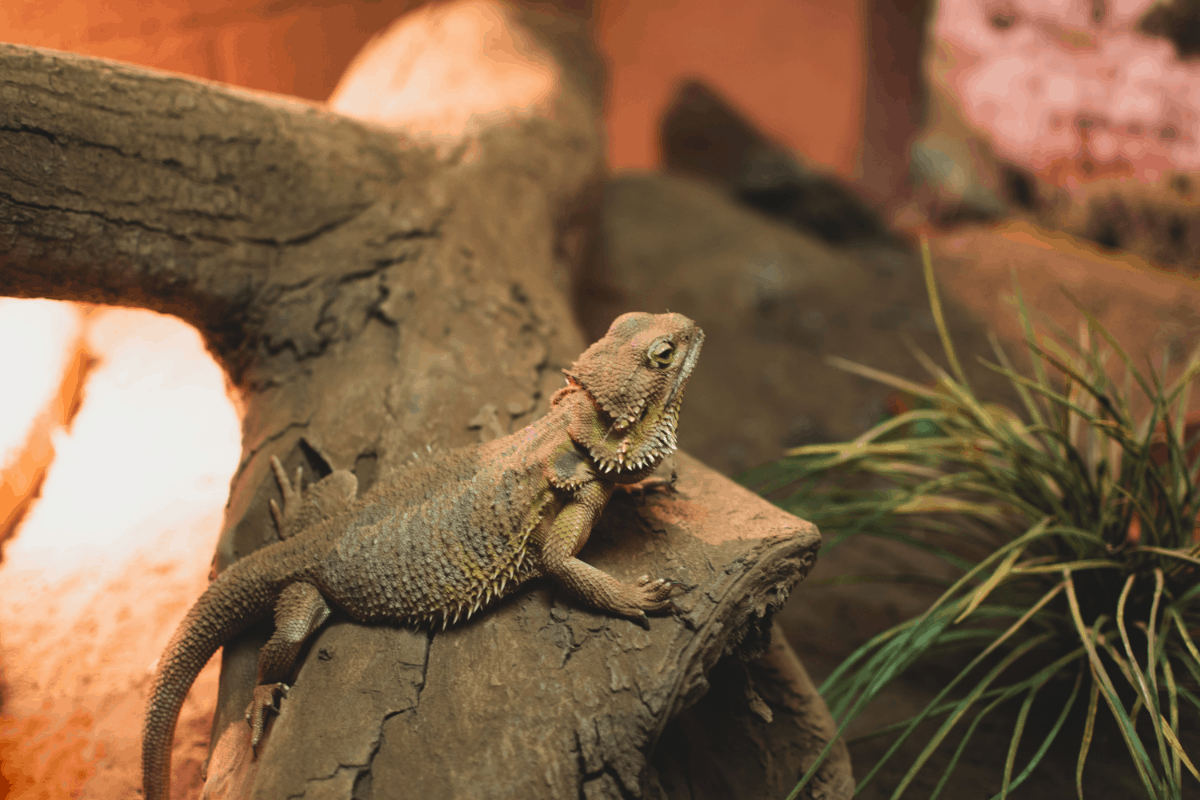 bearded dragon with long nails on log