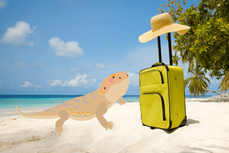 What To Do With Your Bearded Dragon While On Vacation