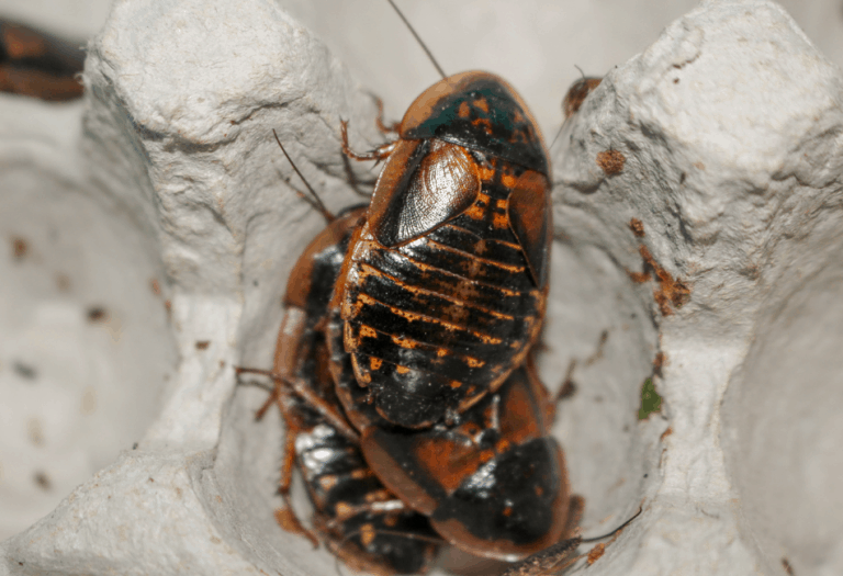 12 Best Insects For Bearded Dragons The Staple Bugs