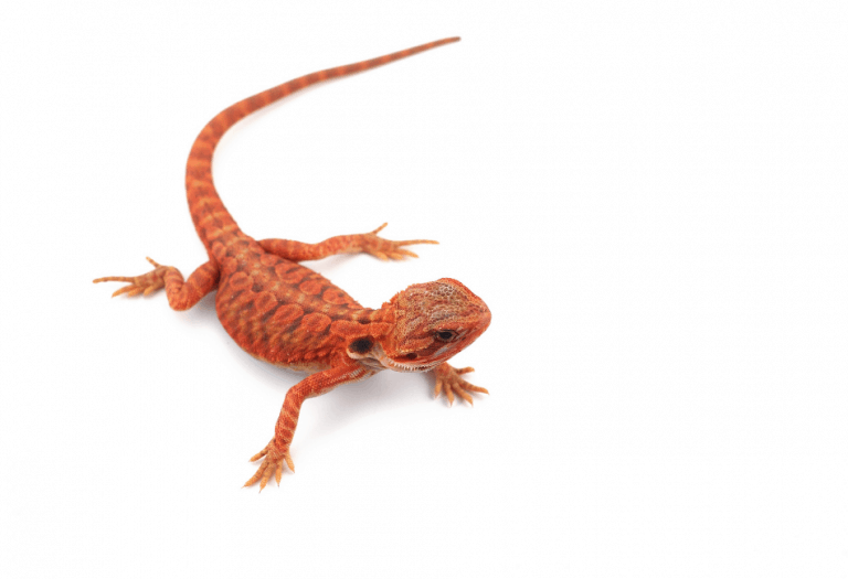 what-is-a-fancy-bearded-dragon-vs-normal-bearded-dragon