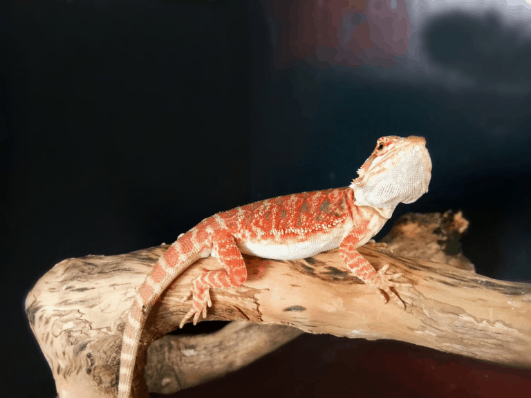 What Is A Fancy Bearded Dragon Vs Normal Bearded Dragon