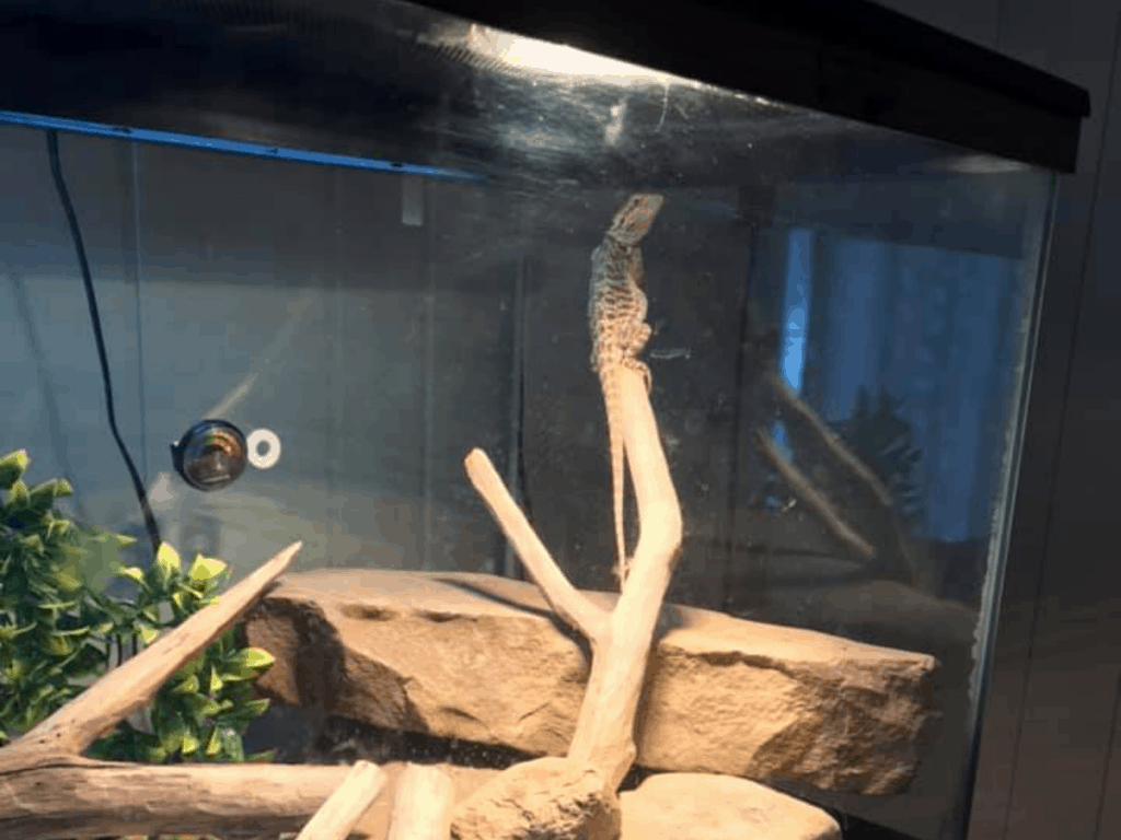 how-to-clean-a-bearded-dragon-cage-with-some-essential-steps