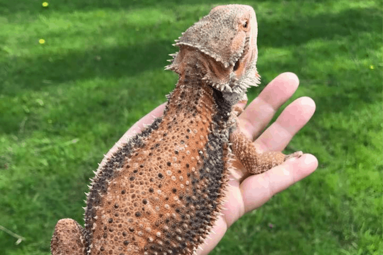 What Is A Dunner Bearded Dragon Q A what-is-a-dunner-bearded-dragon-q-a
