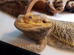 bearded dragon looking into your eyes