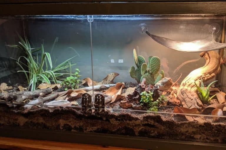 Best Substrate For Bearded Dragons