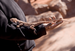 How Do You Know If A Bearded Dragon Likes You? (Affection)