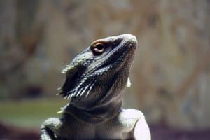 bearded dragon with head turned