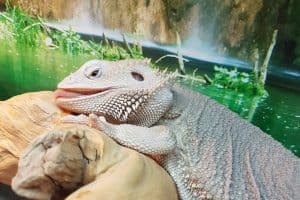how much water does a bearded dragon need