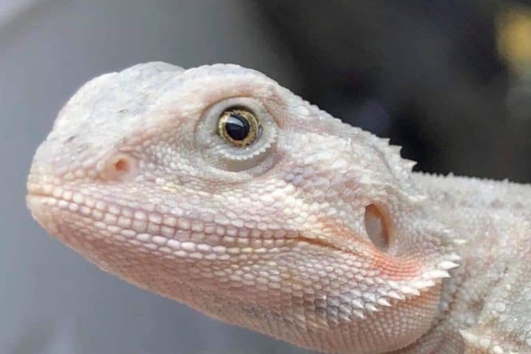 Bearded Dragon Closing Eyes When Stroked: What Does It Mean