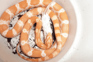 how to feed a corn snake