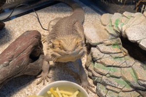 how many superworms to feed a bearded dragon