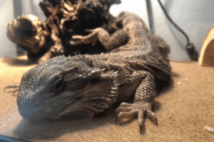 how to tell if your bearded dragon is sick
