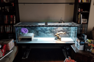 how big of a tank does a bearded dragon need