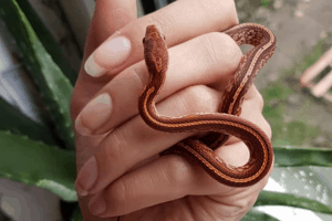 how to handle a corn snake