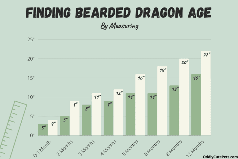 How To Tell How Old Your Bearded Dragon Is (and Age Chart)