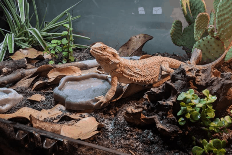 Best And Safest Live Plants For Bearded Dragon Cages