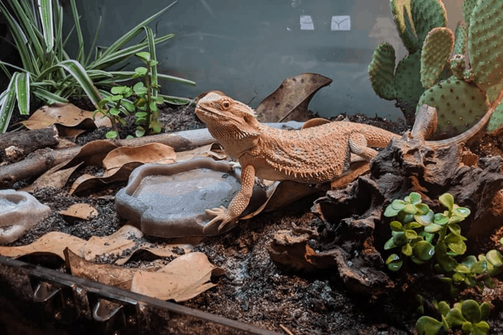 Large Terrarium For Bearded Dragon At Bill Eley Blog