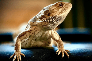 how long does a bearded dragon live for