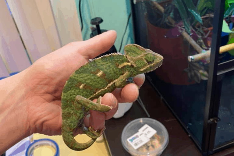 How To Pet A Chameleon