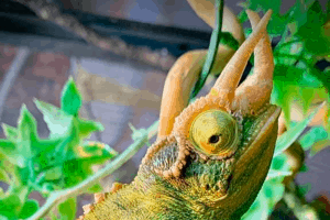 what do jackson chameleons eat