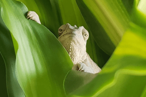 best substrate for chameleons