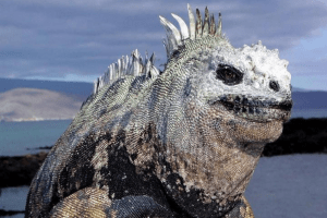 why the marine iguana may be endangered