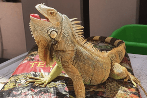 how to tell how old an iguana is