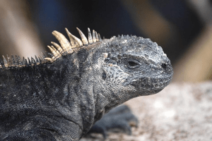 what is unique about the marine iguana