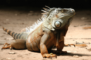 how to care for an iguana