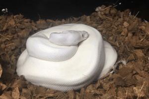 how to breed ball python morphs