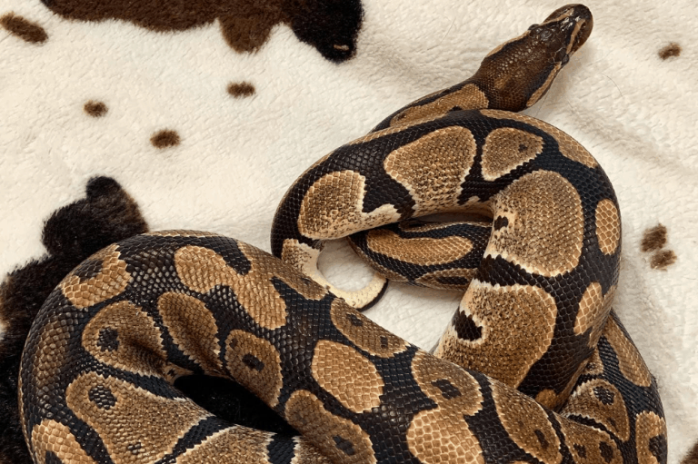 what-size-mouse-to-feed-ball-pythons-based-on-snake-girth