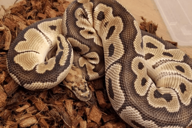 How To Keep Humidity Up In Ball Python Tanks (Maintain)