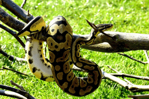 how big does a ball python get