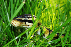 best substrate for ball python