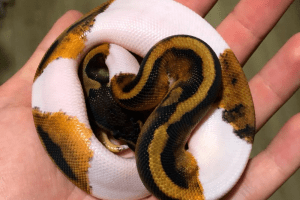 how to make a piebald ball python