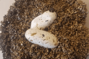 how to incubate leopard gecko eggs