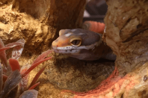 what size tank does a leopard gecko need