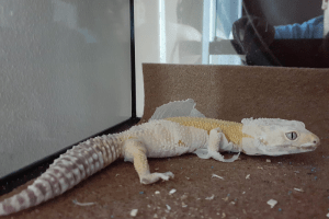 how long does it take for a leopard gecko to shed