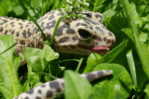 how many crickets to feed a leopard gecko