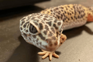 how to force feed a leopard gecko