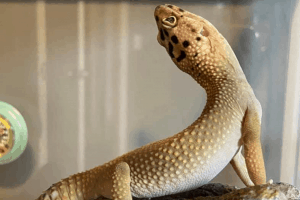 how to lower humidity in leopard gecko tank