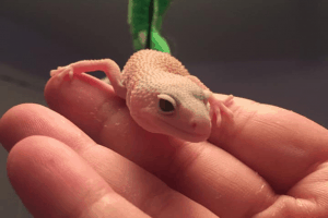 how big does a leopard gecko get