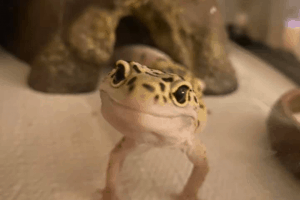 what does a leopard gecko eat