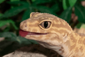 how to sex a leopard gecko