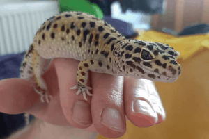 how to tame a leopard gecko