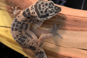 how to tell if a leopard gecko is pregnant