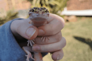 how to tell if your leopard gecko is happy