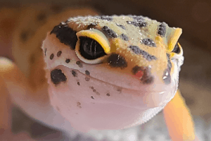 how often do you feed a leopard gecko