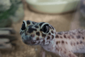 how to incubate leopard gecko eggs without an incubator